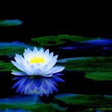 Lotusblau
