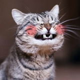DaisyCat