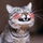 DaisyCat
