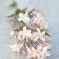 Jasminum