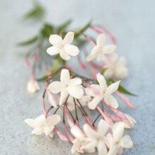 Jasminum