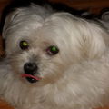 Baerlie