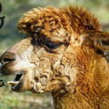 LalaLama