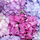 RainGarden