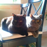 Chocokatze