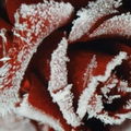 Eisblume