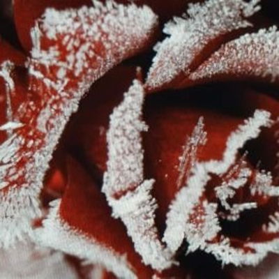Eisblume