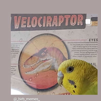 MekoICU