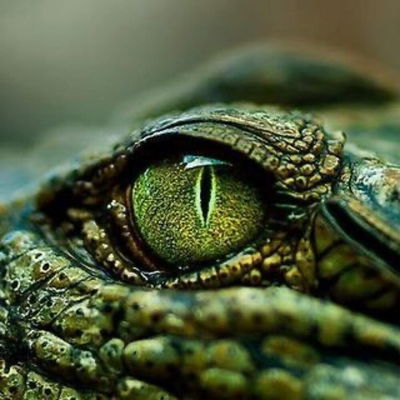 KrokoDavid