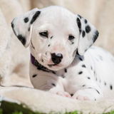 Coccinelle