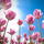 Pusteblume81