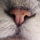 Catsniff