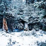 Waldgrün