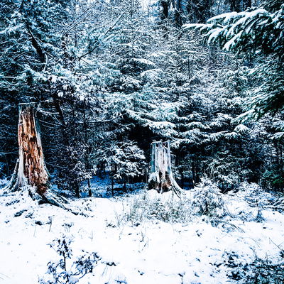 Waldgrün