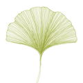 Miapea
