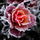 FrozenRose