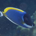 Jansi