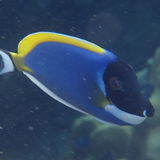 Jansi