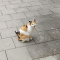 LaAwood