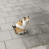 LaAwood