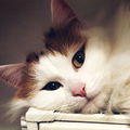 Cathlyne91