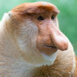 Generikum