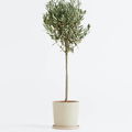 Olivenbaum