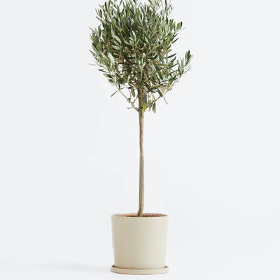 Olivenbaum