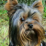 Yorki