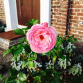 EauDeArne