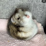 Jethro