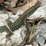 Odoria