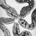 Serpentarius