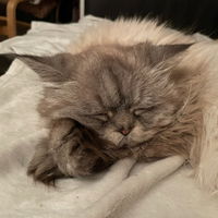 Kittma