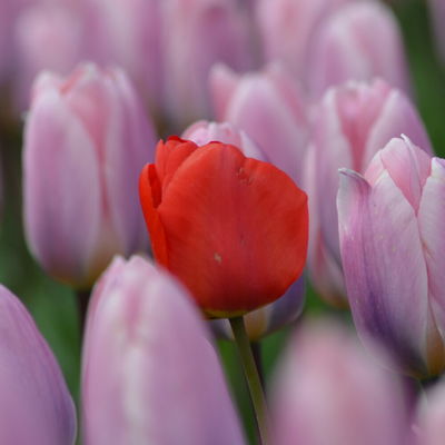 Calla1908