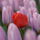 Calla1908