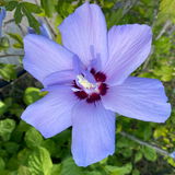 InaPina