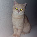 Chafic