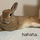worldofbunny