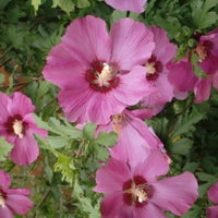 Hibiscus