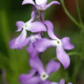 Matthiola