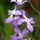 Matthiola