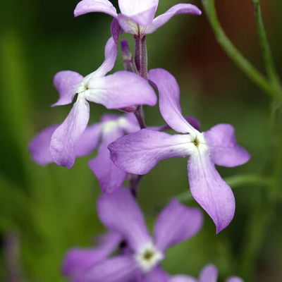 Matthiola