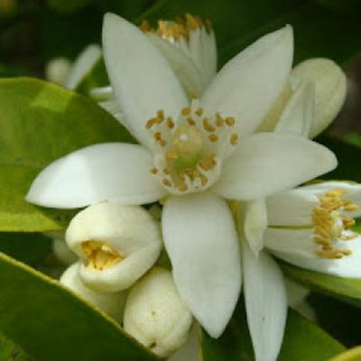 Neroli