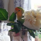 Parrotannik