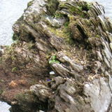 Sibeta