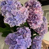 MsGoodscent