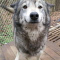 Herrwolf