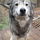 Herrwolf
