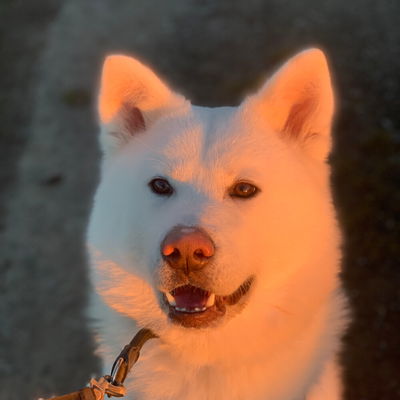 Melisa